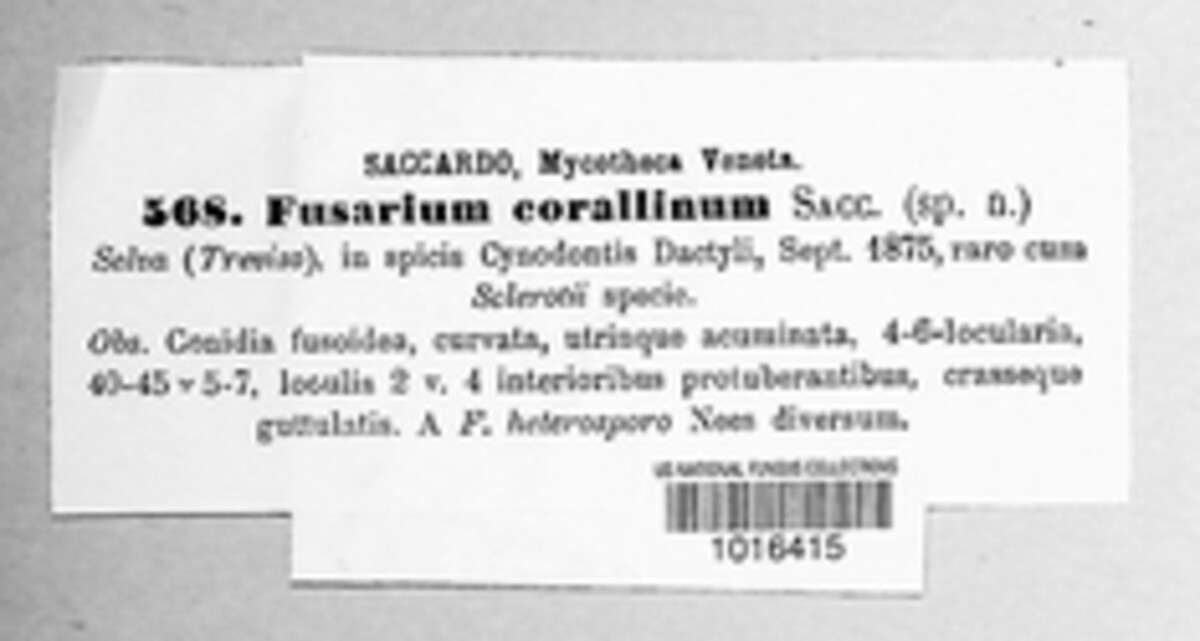 Fusarium corallinum image